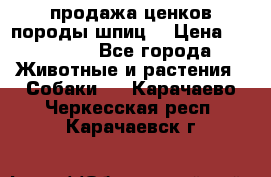 продажа ценков породы шпиц  › Цена ­ 35 000 - Все города Животные и растения » Собаки   . Карачаево-Черкесская респ.,Карачаевск г.